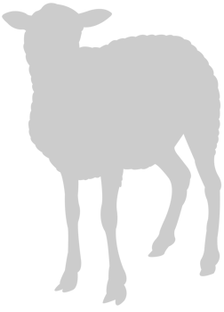 Sheep vector