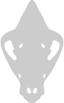 Skull hyaena vector
