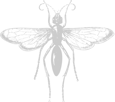 Animal Causes Mosquito vector