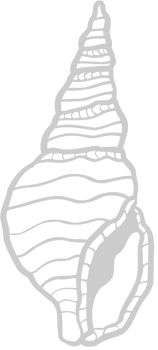Cone Shell vector