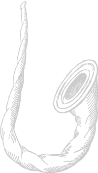 Horn vector