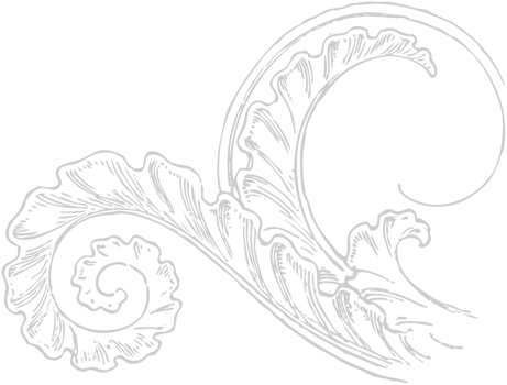 Decoration acanthus vector