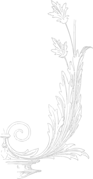 Decoration acanthus vector