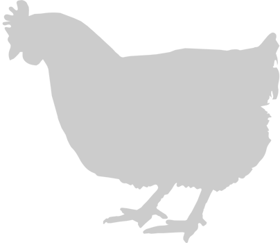 Chicken vector