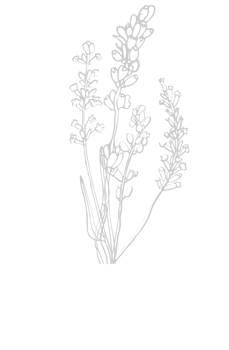 Designs Plants vector