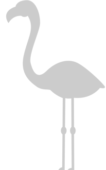 Flamingo vector