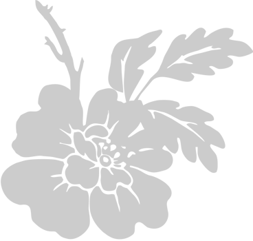 Hibiscus Flower vector