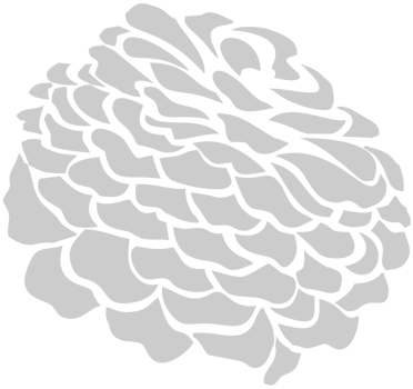 Carnation Flower vector