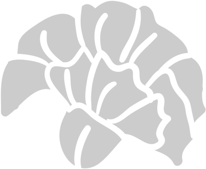 Carnation Flower vector