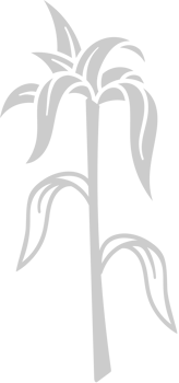 Cartoon Flower vector
