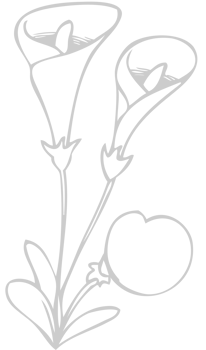 Lily Flower vector