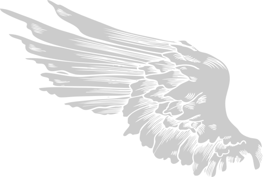 Wings angel vector