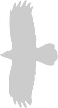 eagle vector