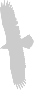 eagle vector