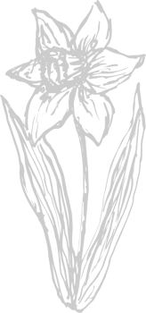 Spring vector