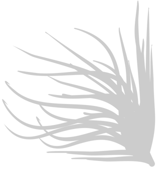 Grass vector
