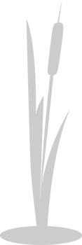 Cattails vector
