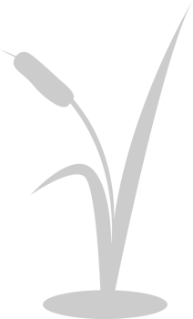 Cattails vector