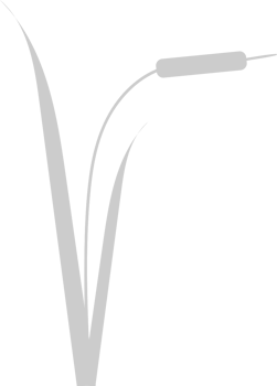 Cattails vector