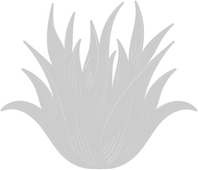 Aloe Plant vector
