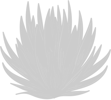 Aloe Plant vector