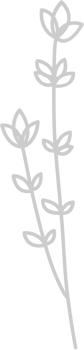 Flower vector