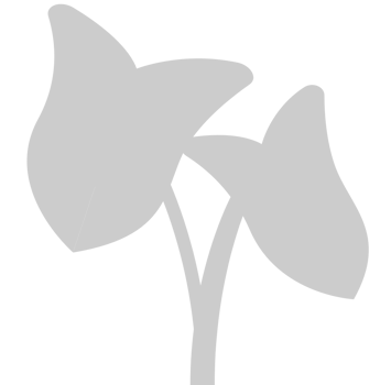 Tropical Plant vector