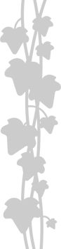 Tropical Plant vector