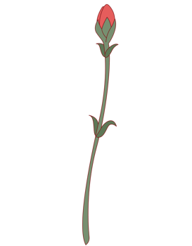 Carnation flower vector