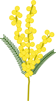 Mimosa flower vector