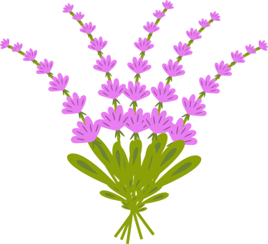 Lavender flower vector