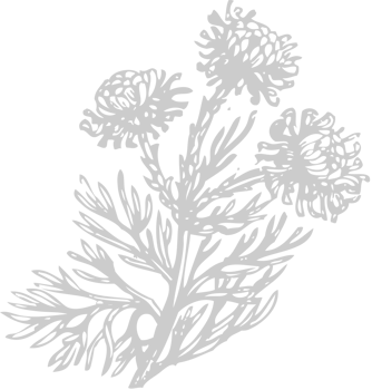Flower exotic vector