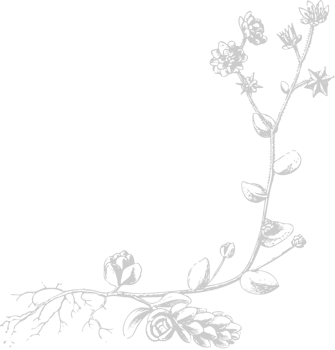 Flower exotic vector