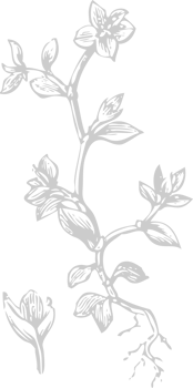 Flower exotic vector