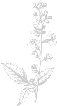Flower exotic vector