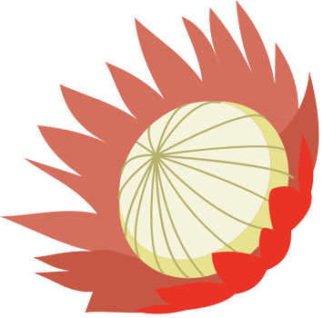 Protea flower vector
