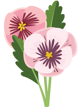 Pansy flower vector