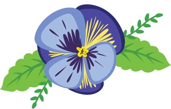 Colorful pansy flower vector