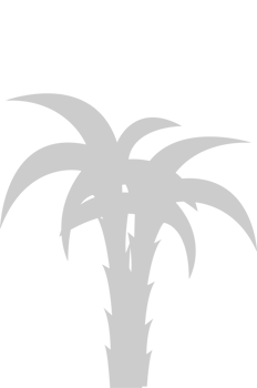 Palm Tree  vector