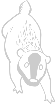 Badger vector