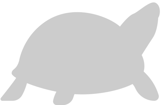 Turtle vector