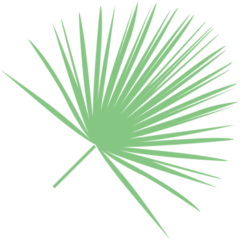 leaf palm vector