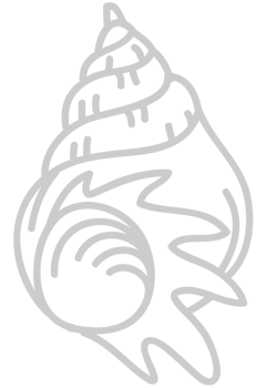 Shell vector