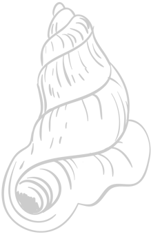Shell vector