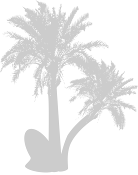 Palm Tree vector