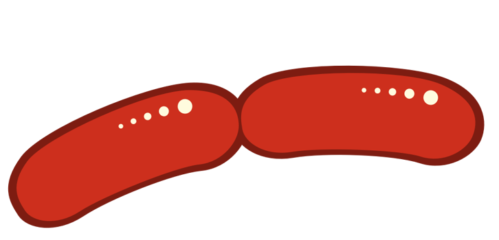 bacteria vector
