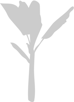Palm Tree vector