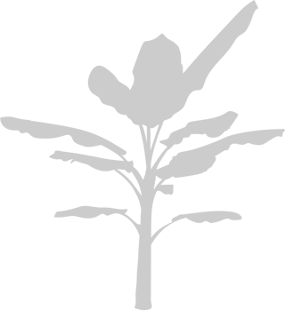 Palm Tree vector