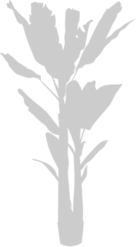 Palm Tree vector