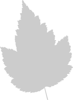 Maple Leaf vector